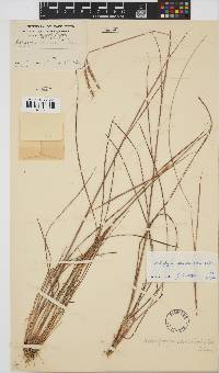 Andropogon canaliculatus image