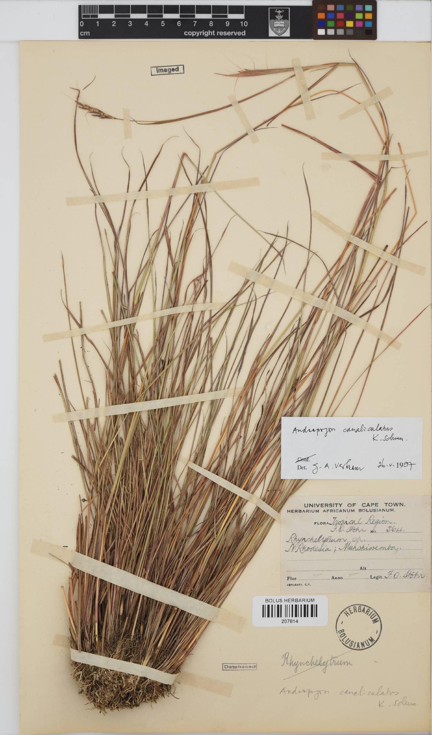 Andropogon canaliculatus image