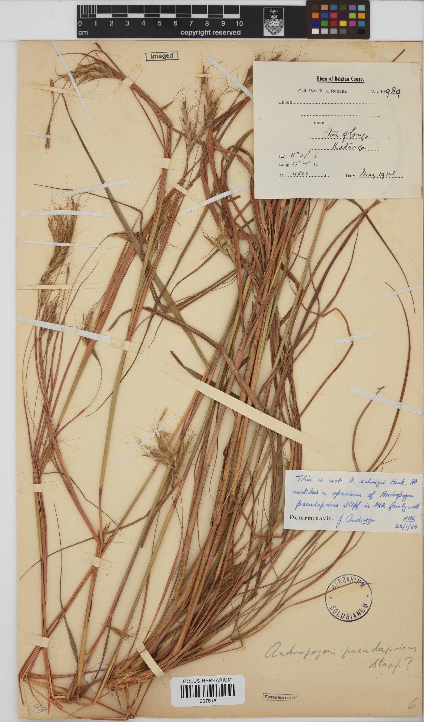 Andropogon pseudapricus image