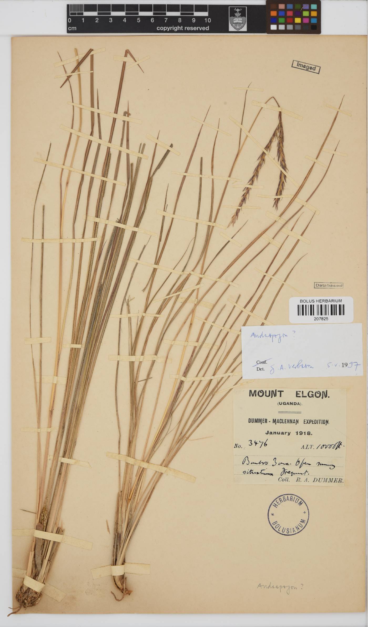 Andropogon image