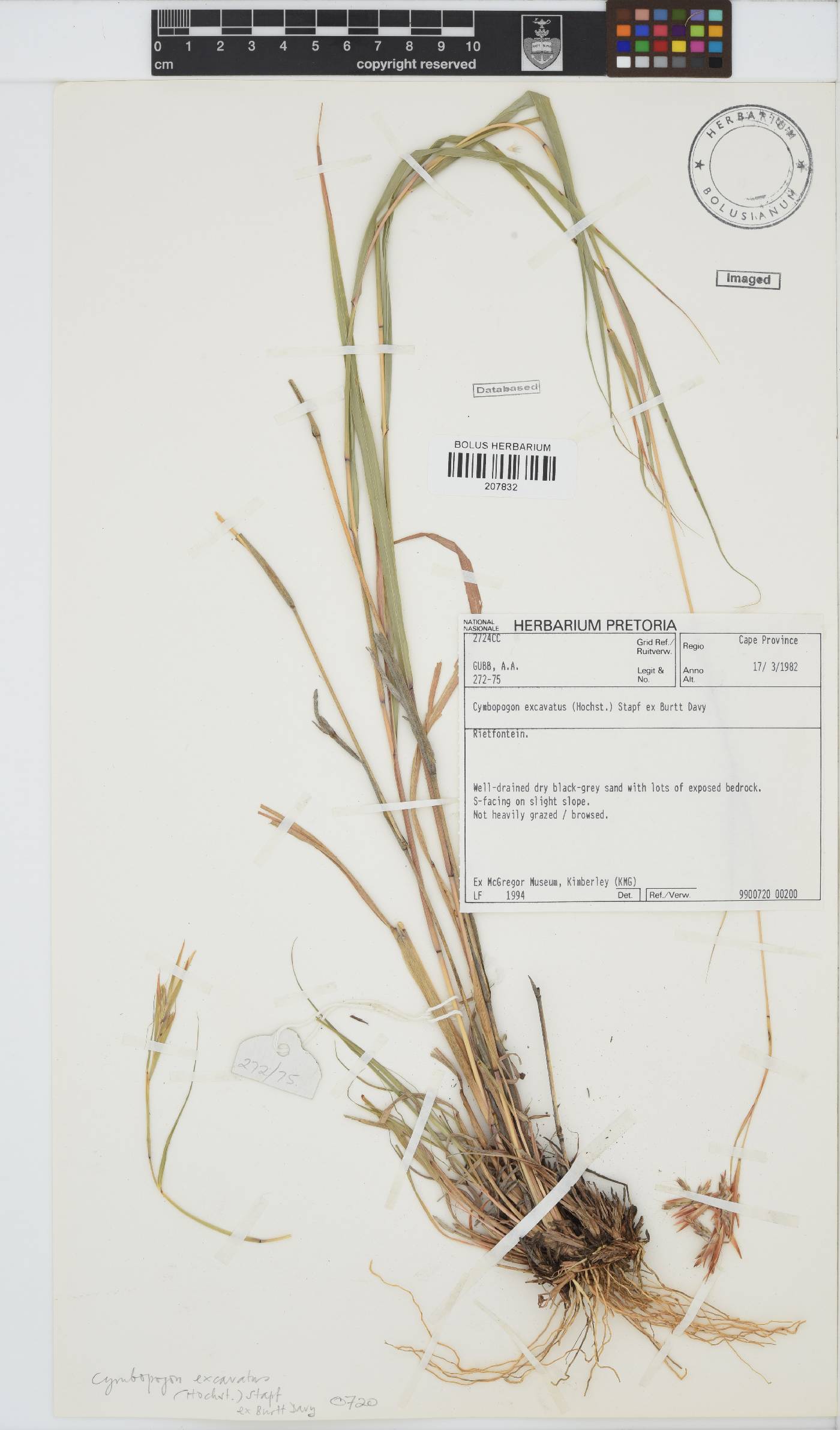 Cymbopogon caesius image
