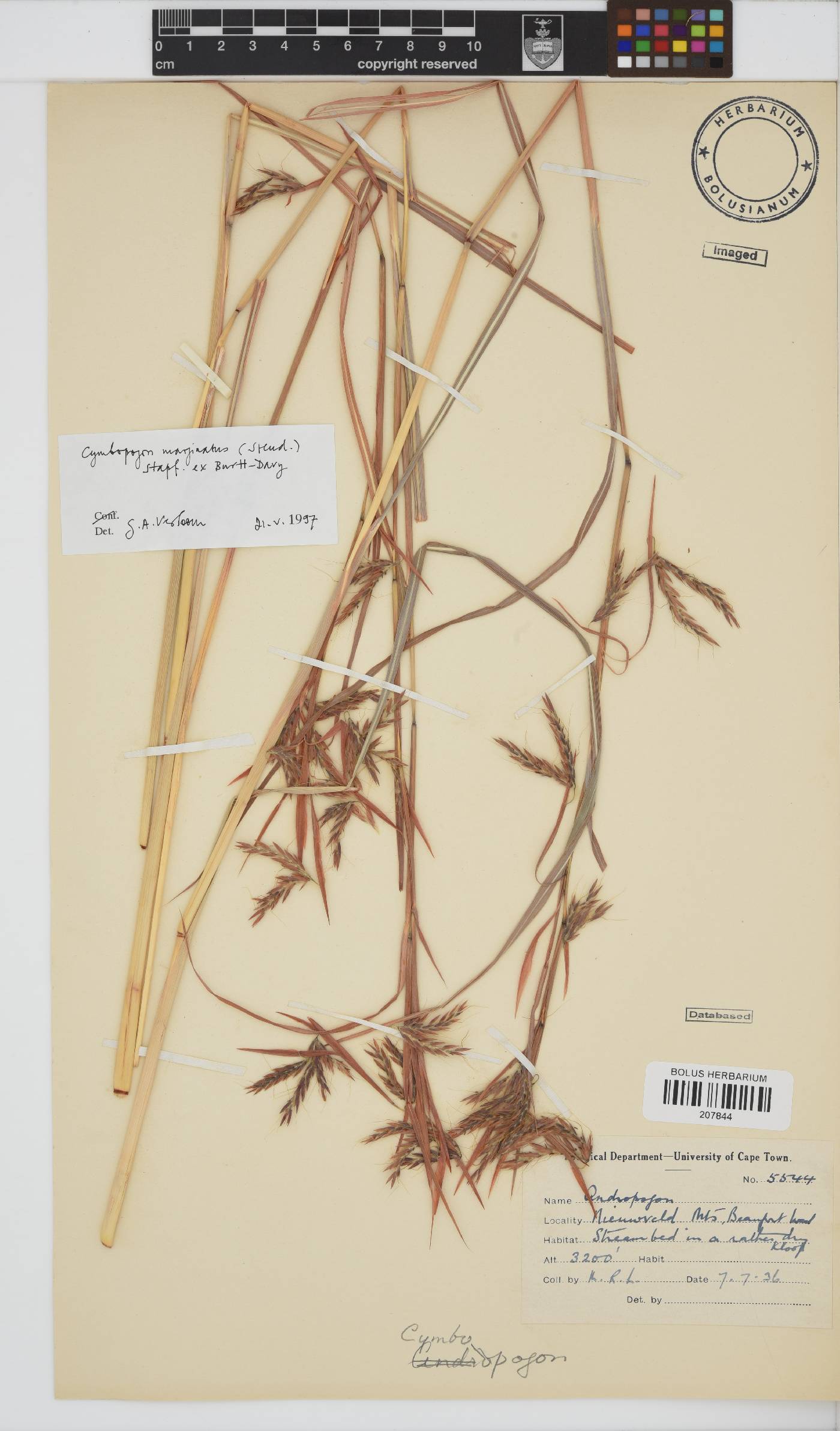 Cymbopogon image