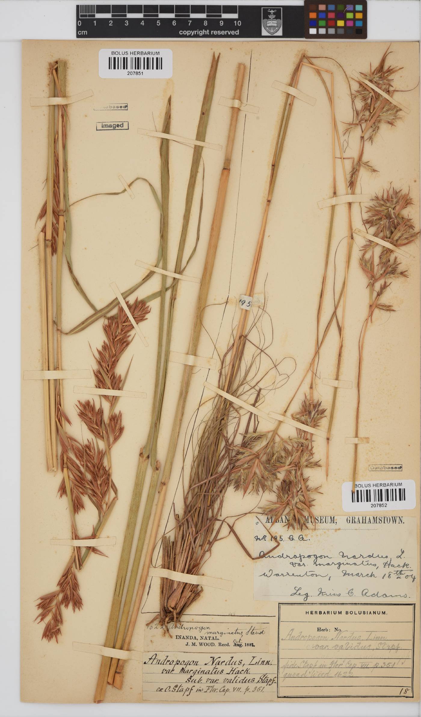 Cymbopogon image