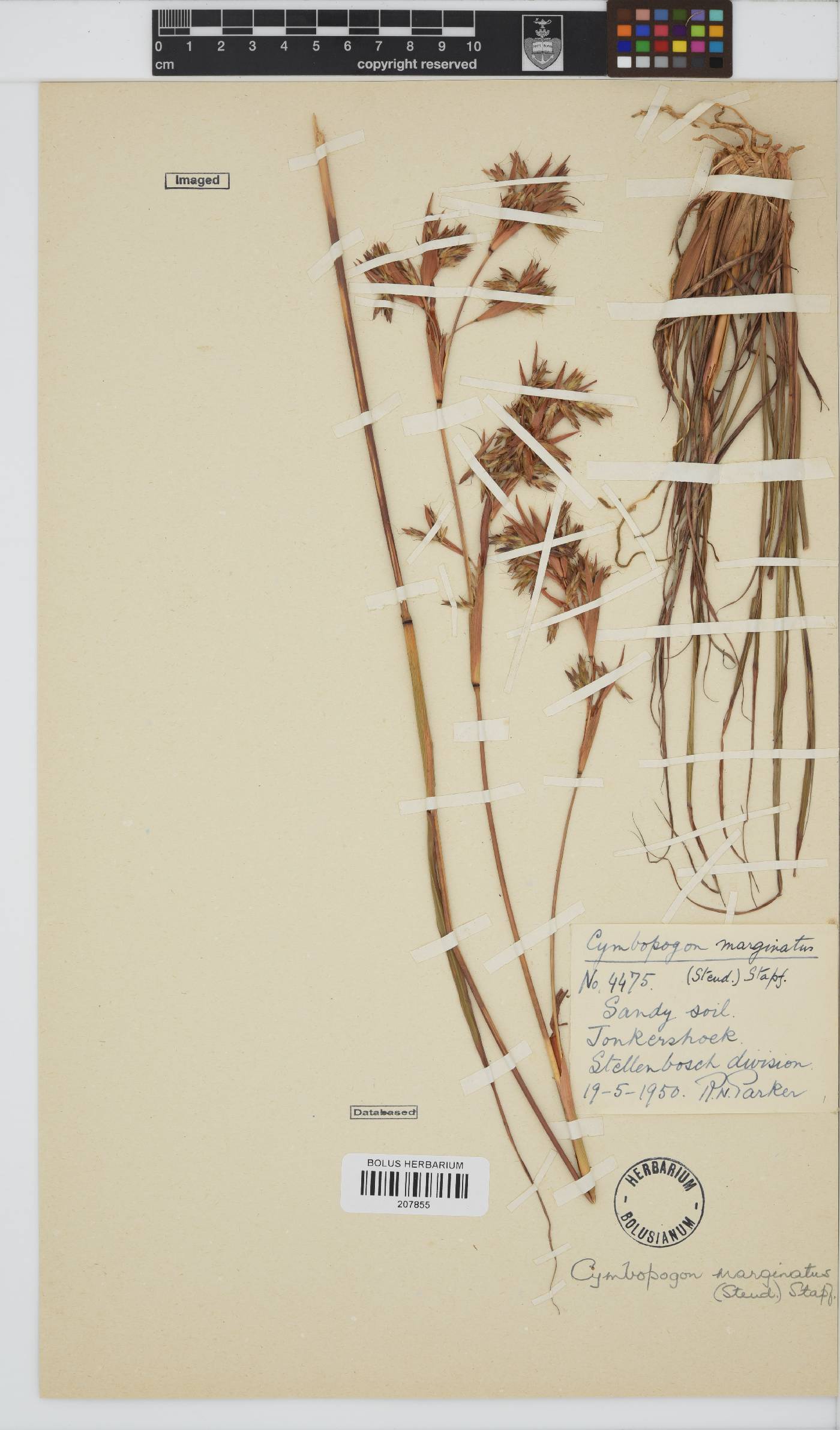 Cymbopogon marginatus image