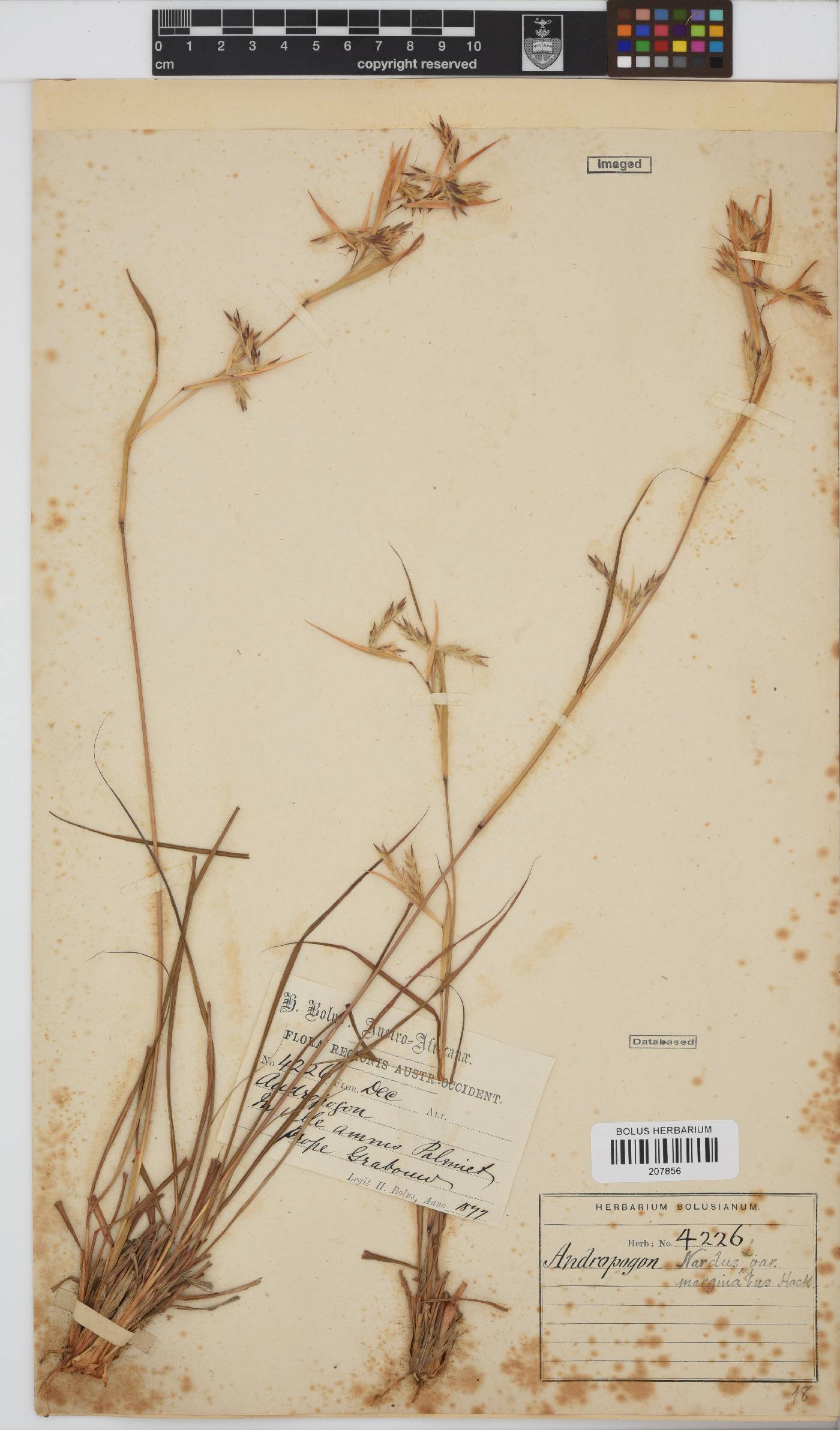Cymbopogon image
