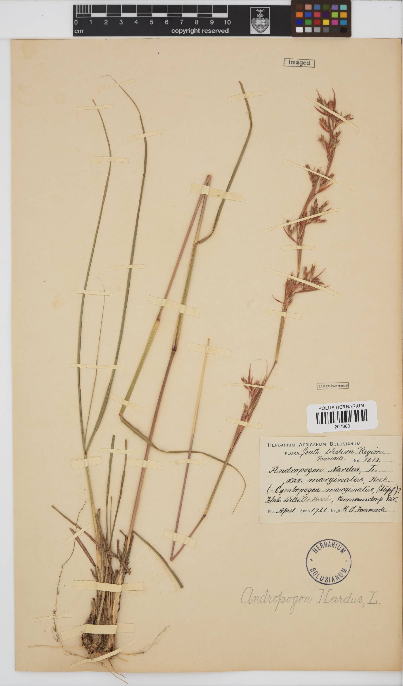 Cymbopogon image