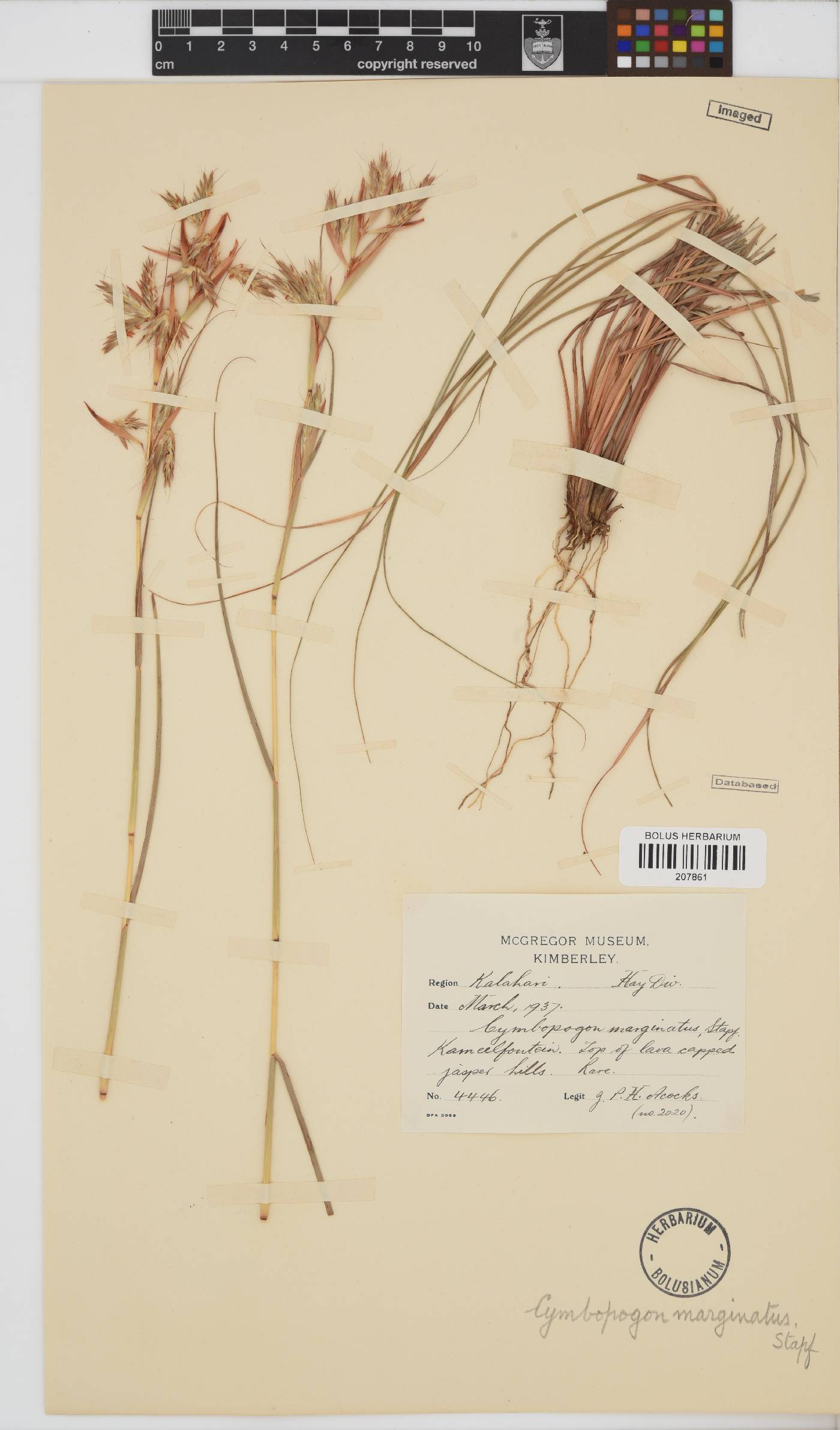 Cymbopogon marginatus image