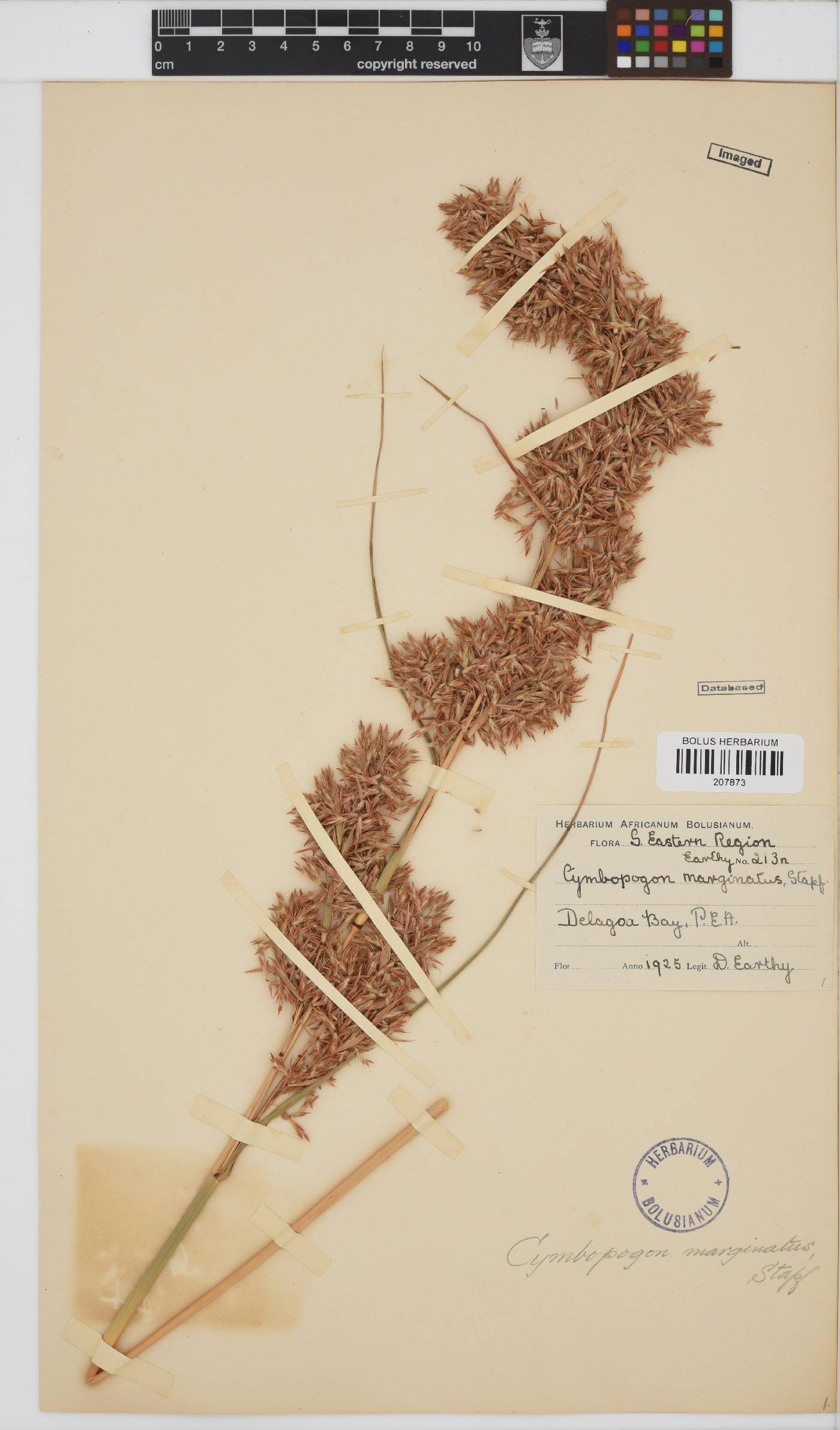 Cymbopogon marginatus image