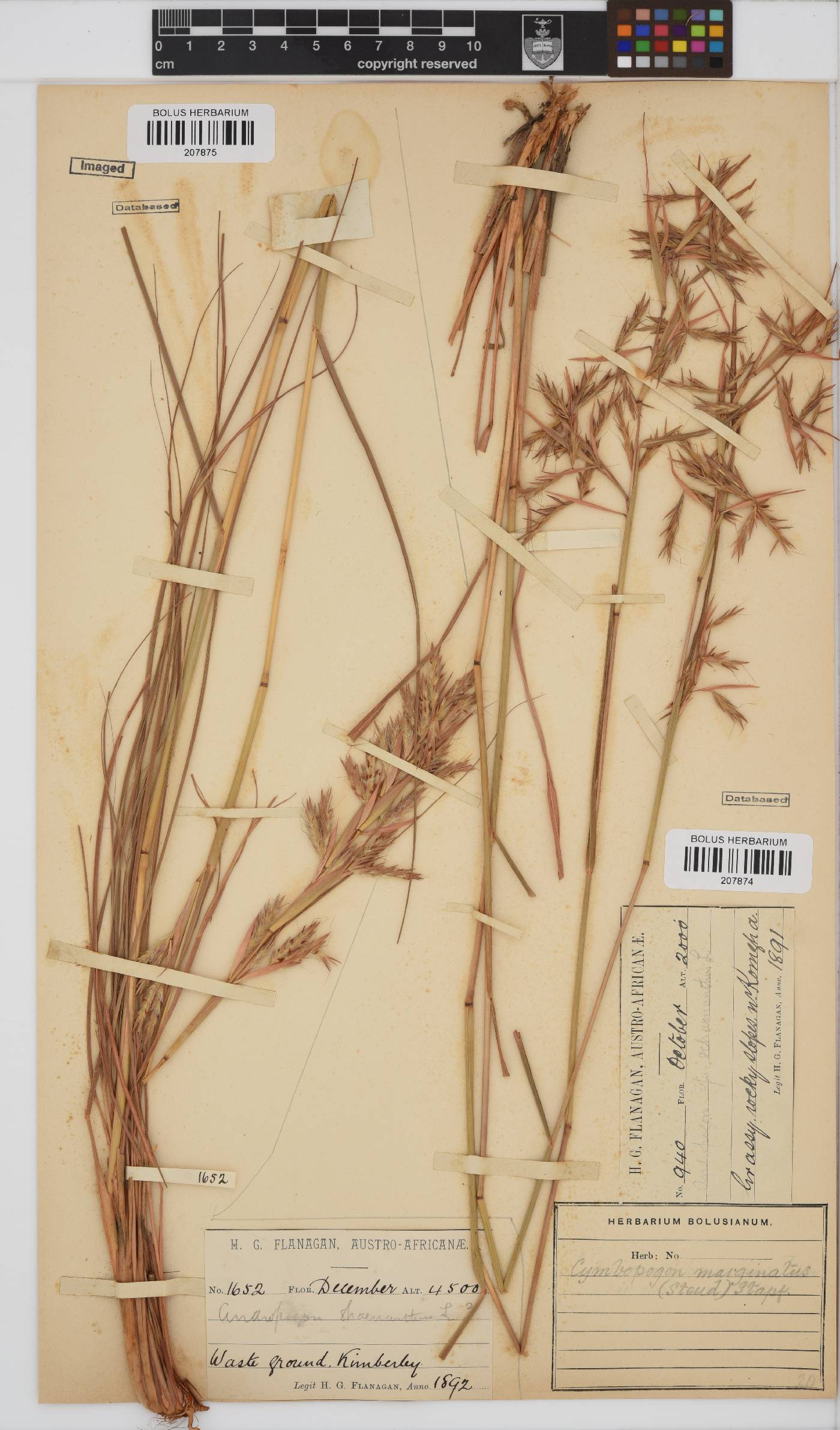 Cymbopogon image