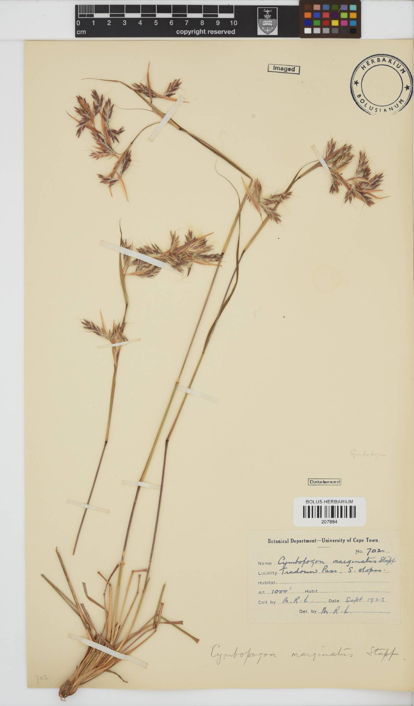 Cymbopogon image