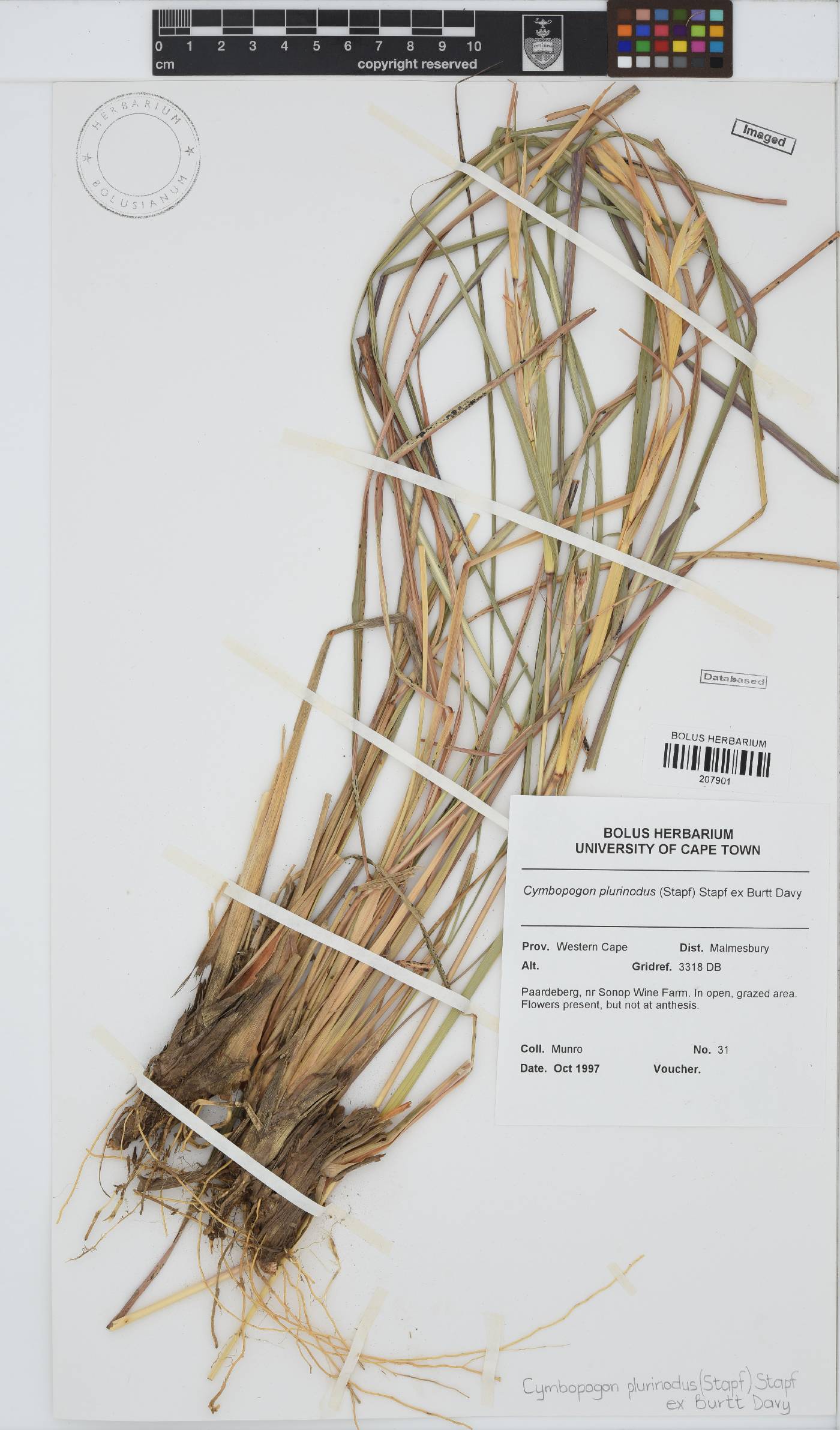 Cymbopogon image