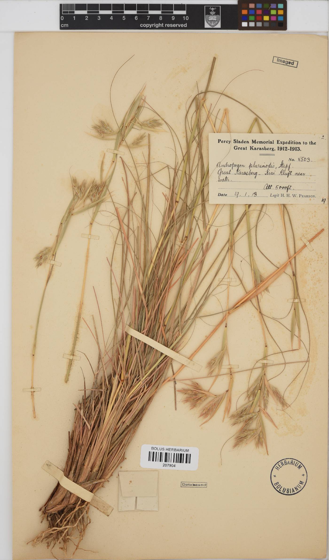Cymbopogon image