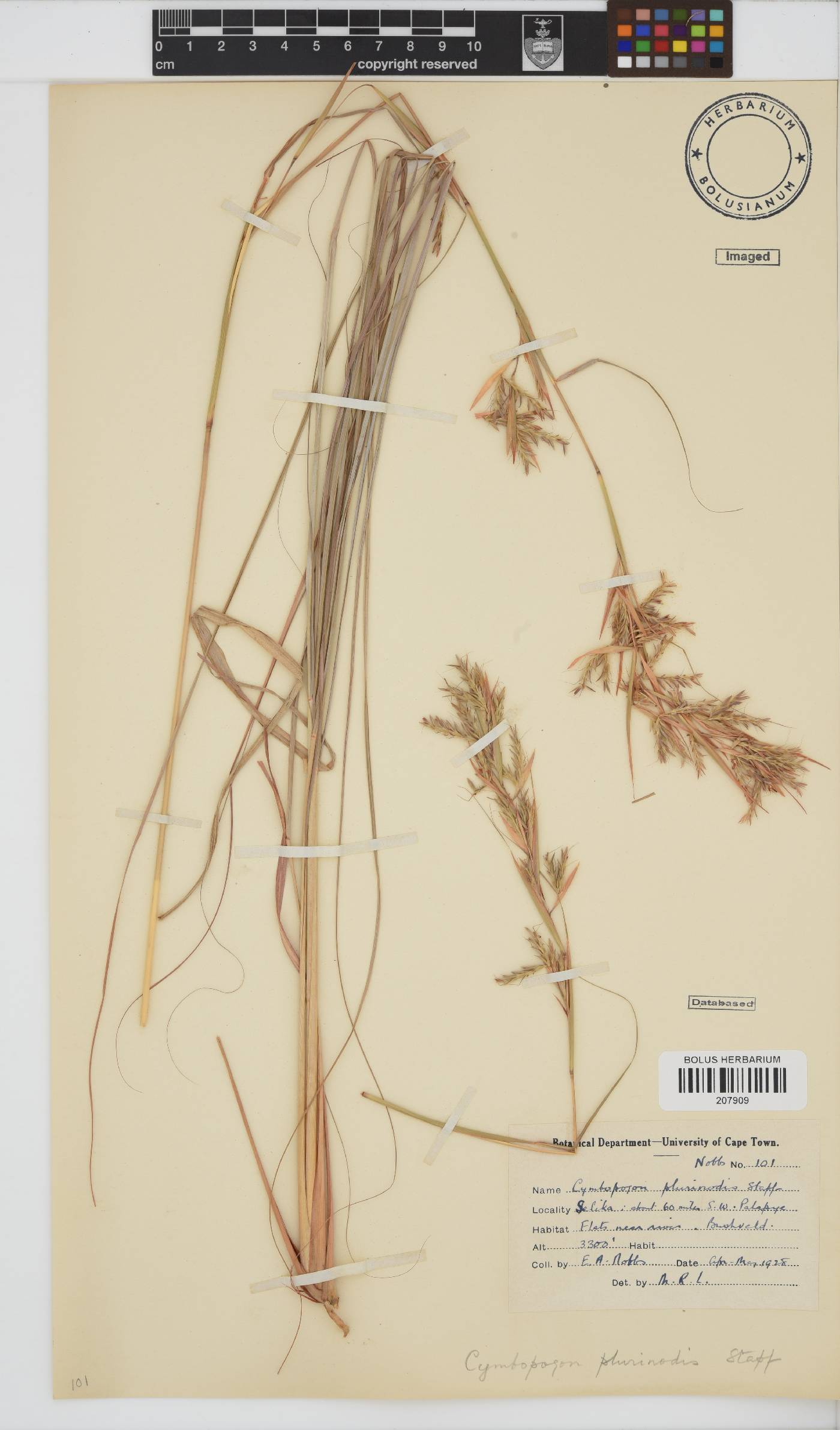 Cymbopogon pospischilii image