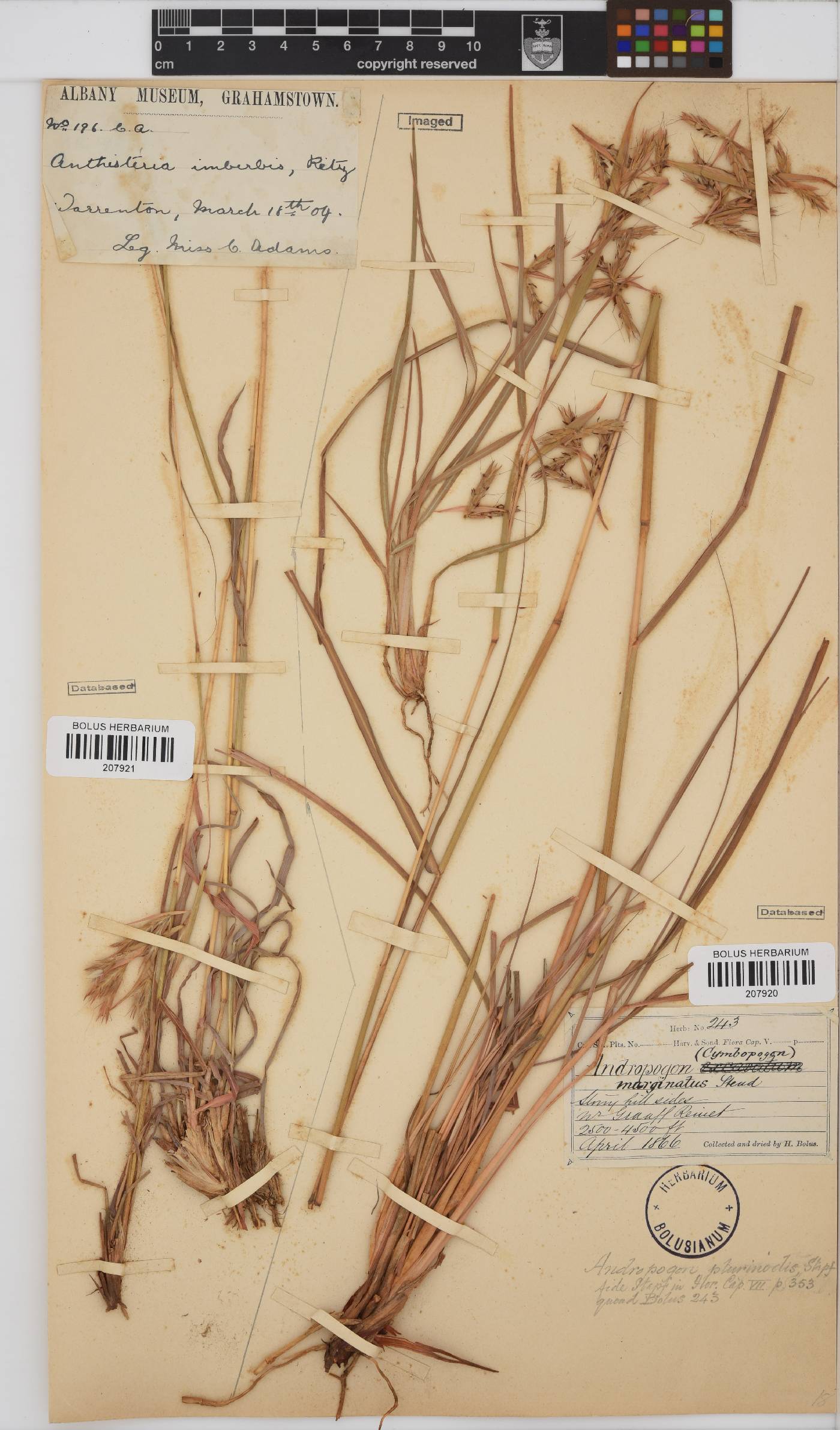 Cymbopogon pospischilii image