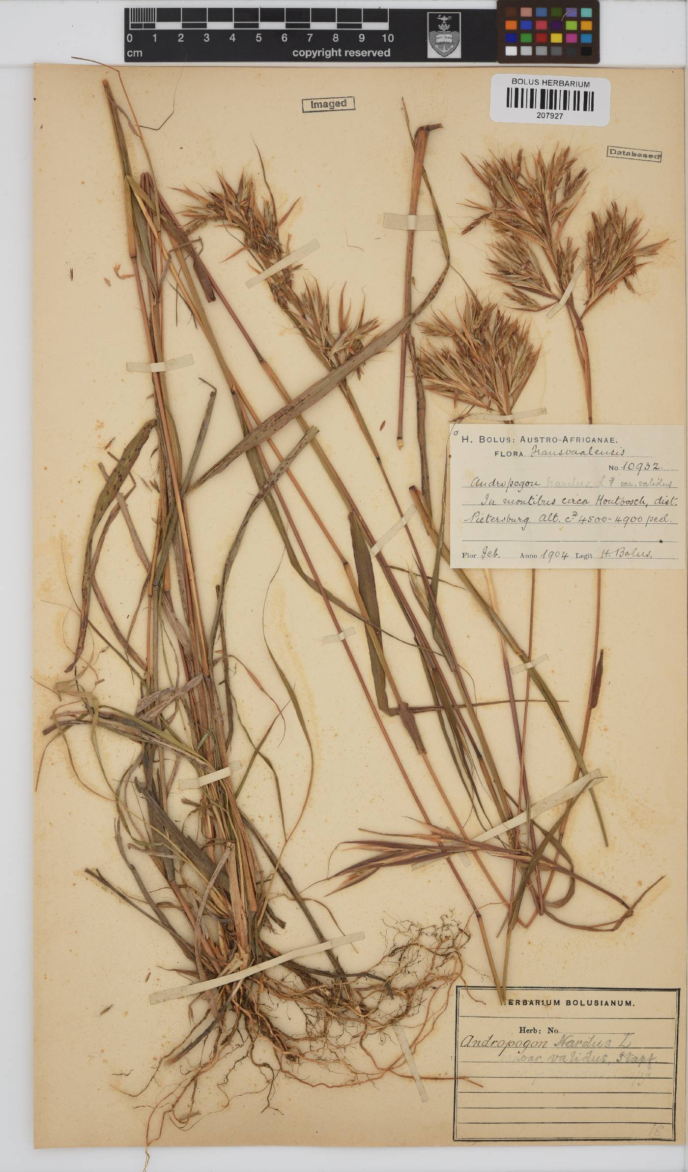 Cymbopogon nardus image