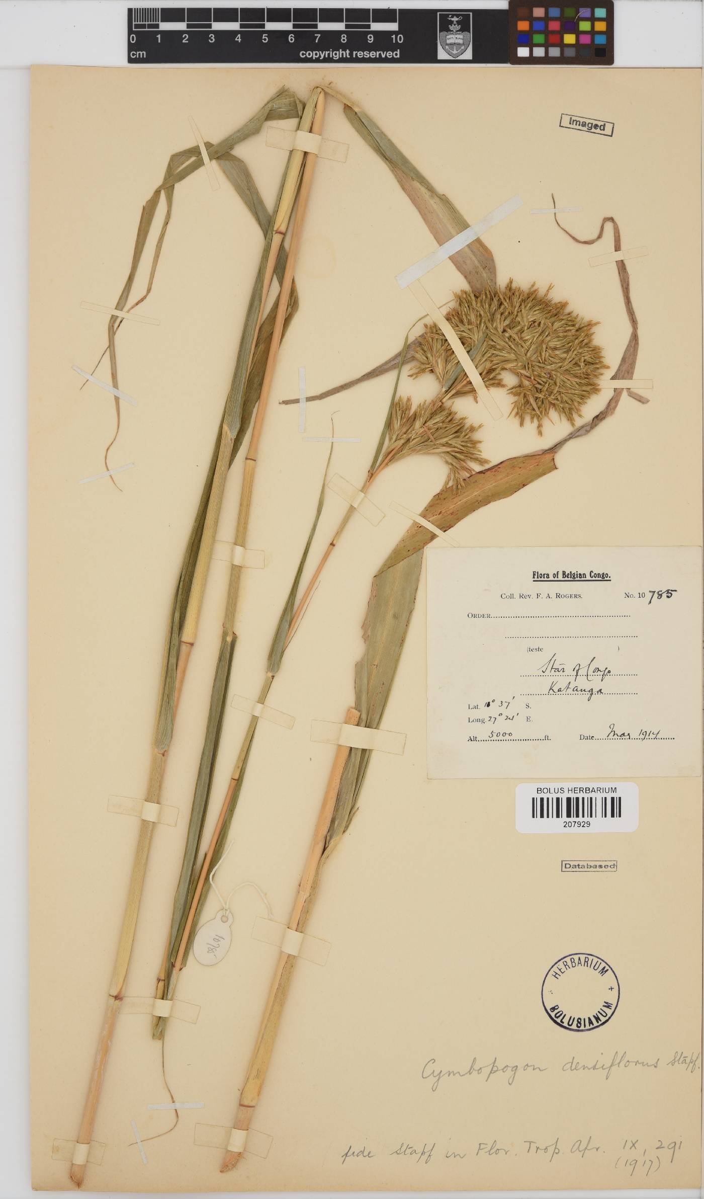 Cymbopogon densiflorus image