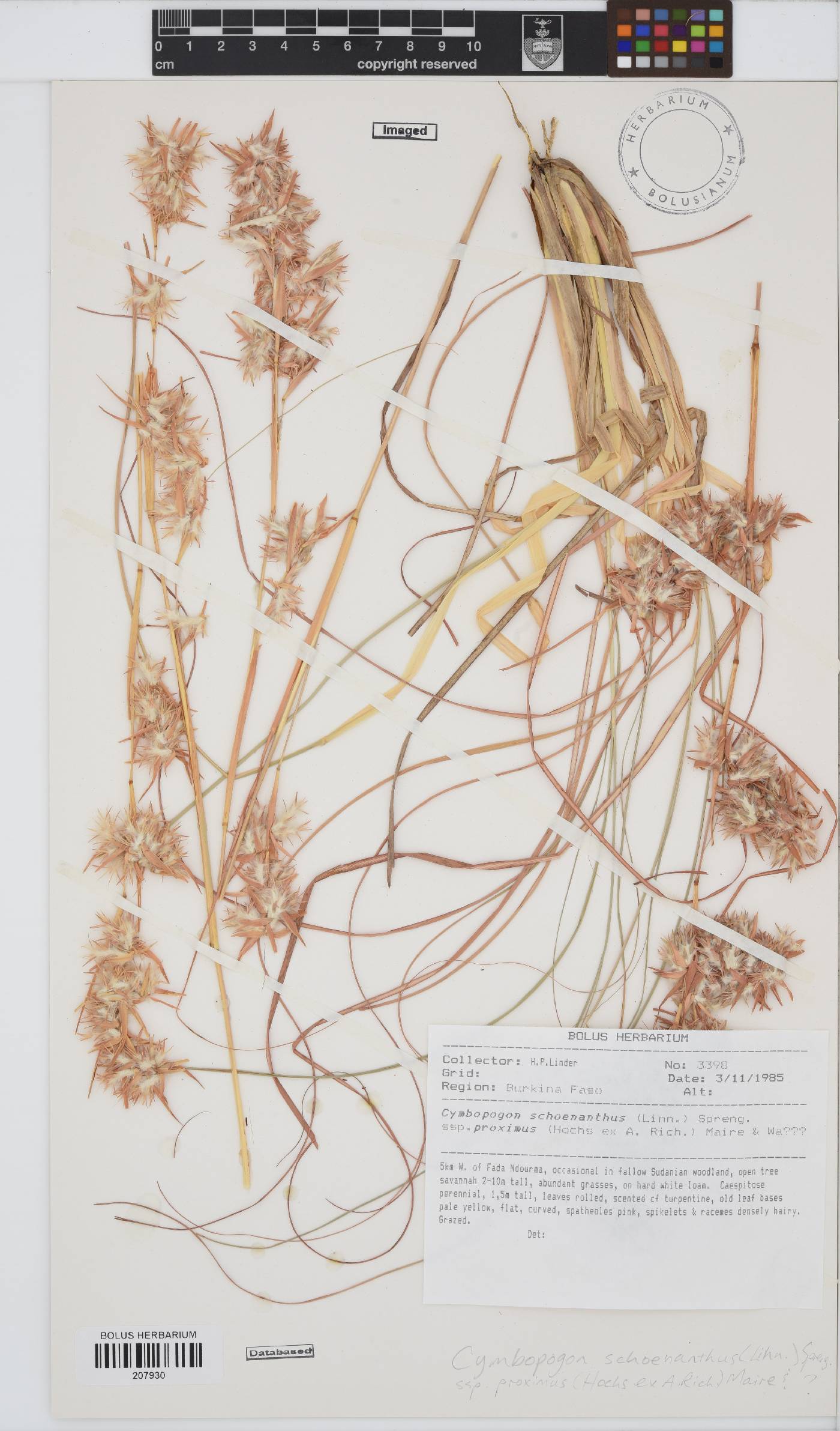 Cymbopogon schoenanthus image