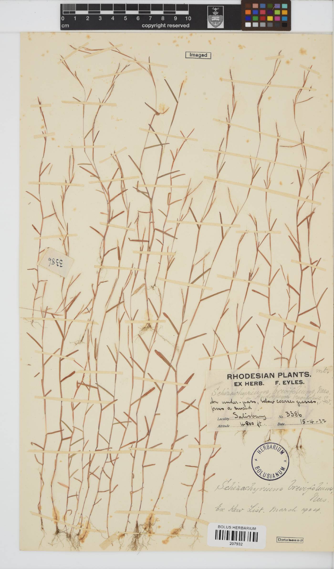 Schizachyrium brevifolium image