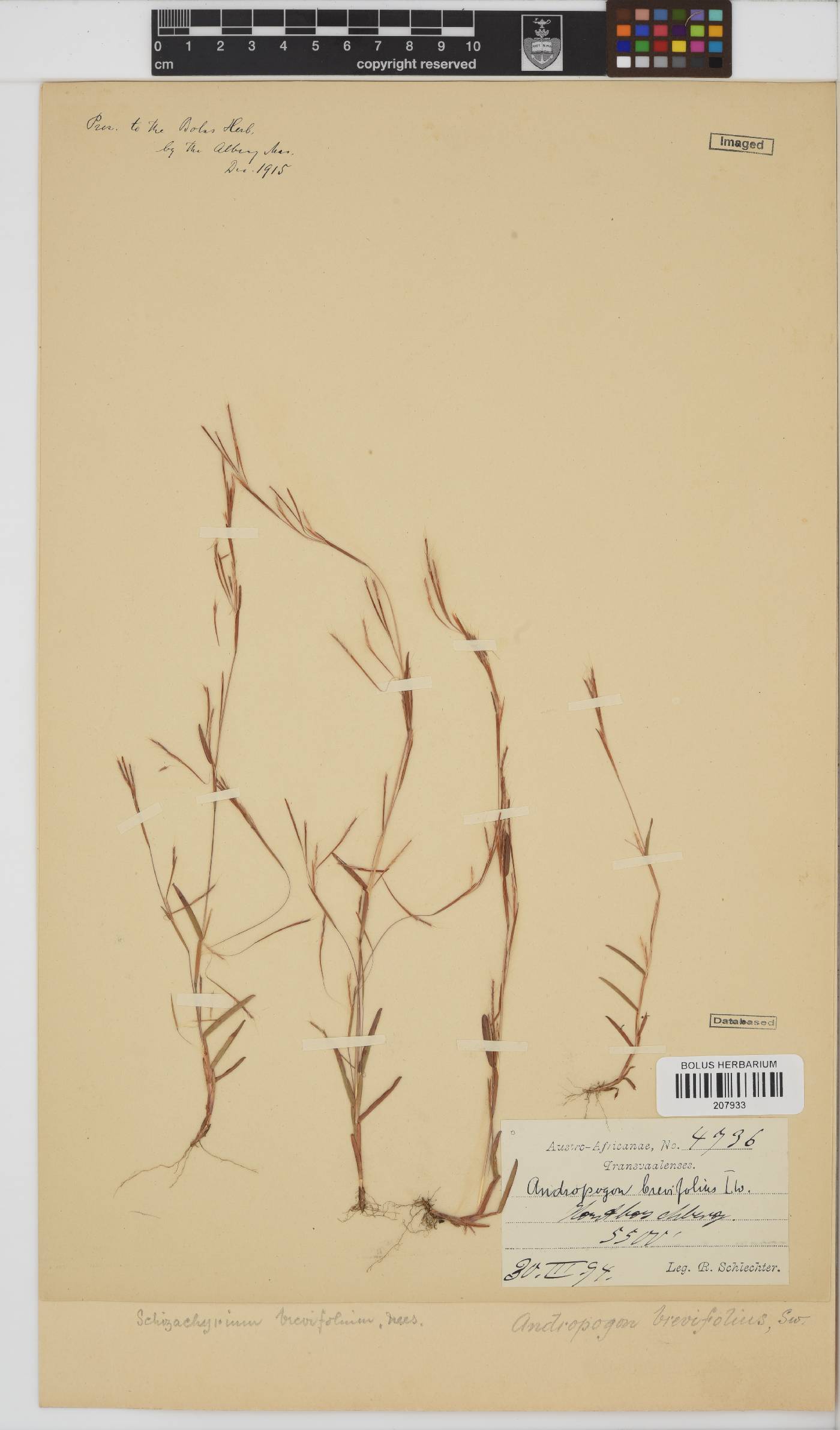 Schizachyrium brevifolium image