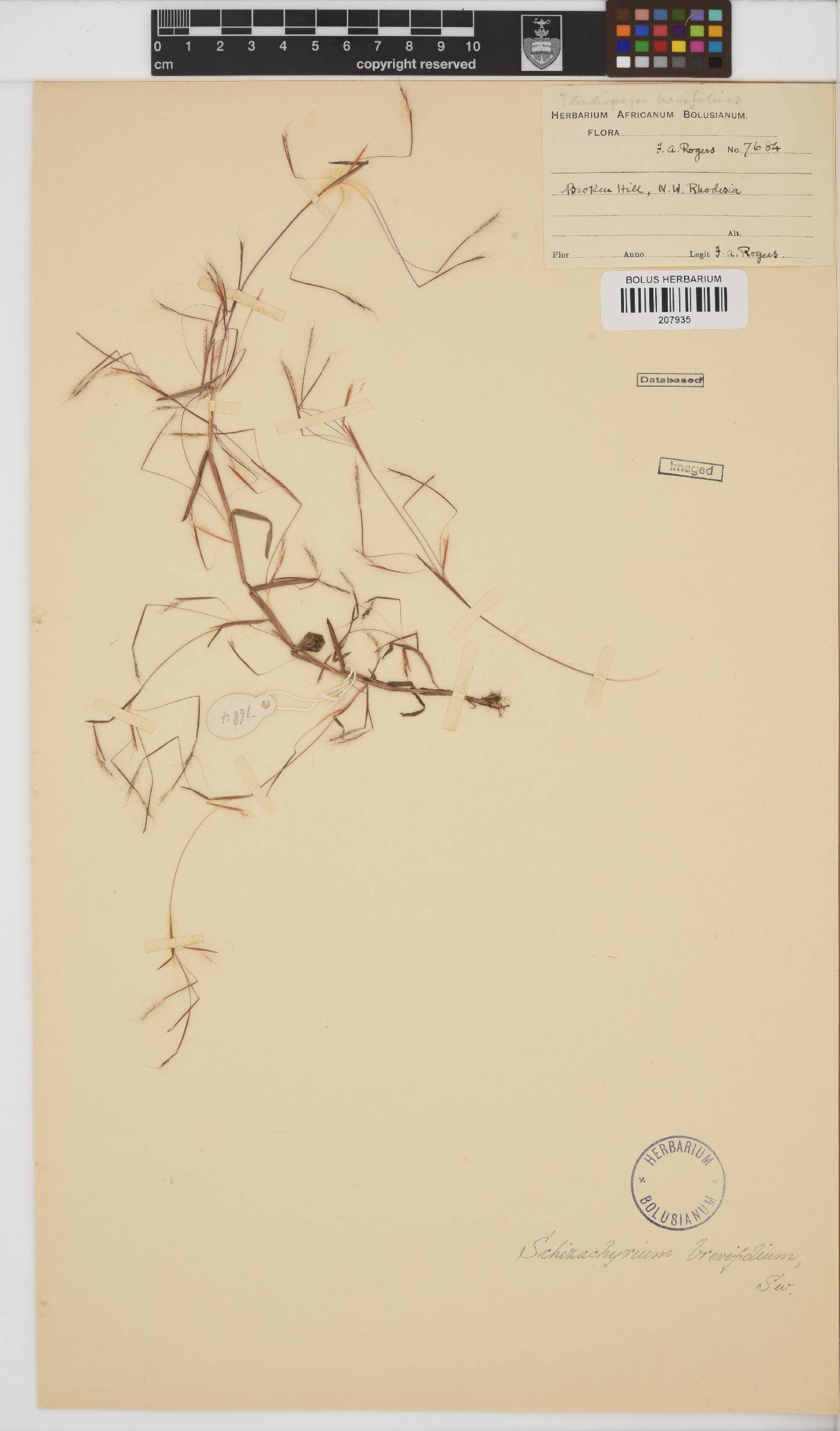 Schizachyrium brevifolium image