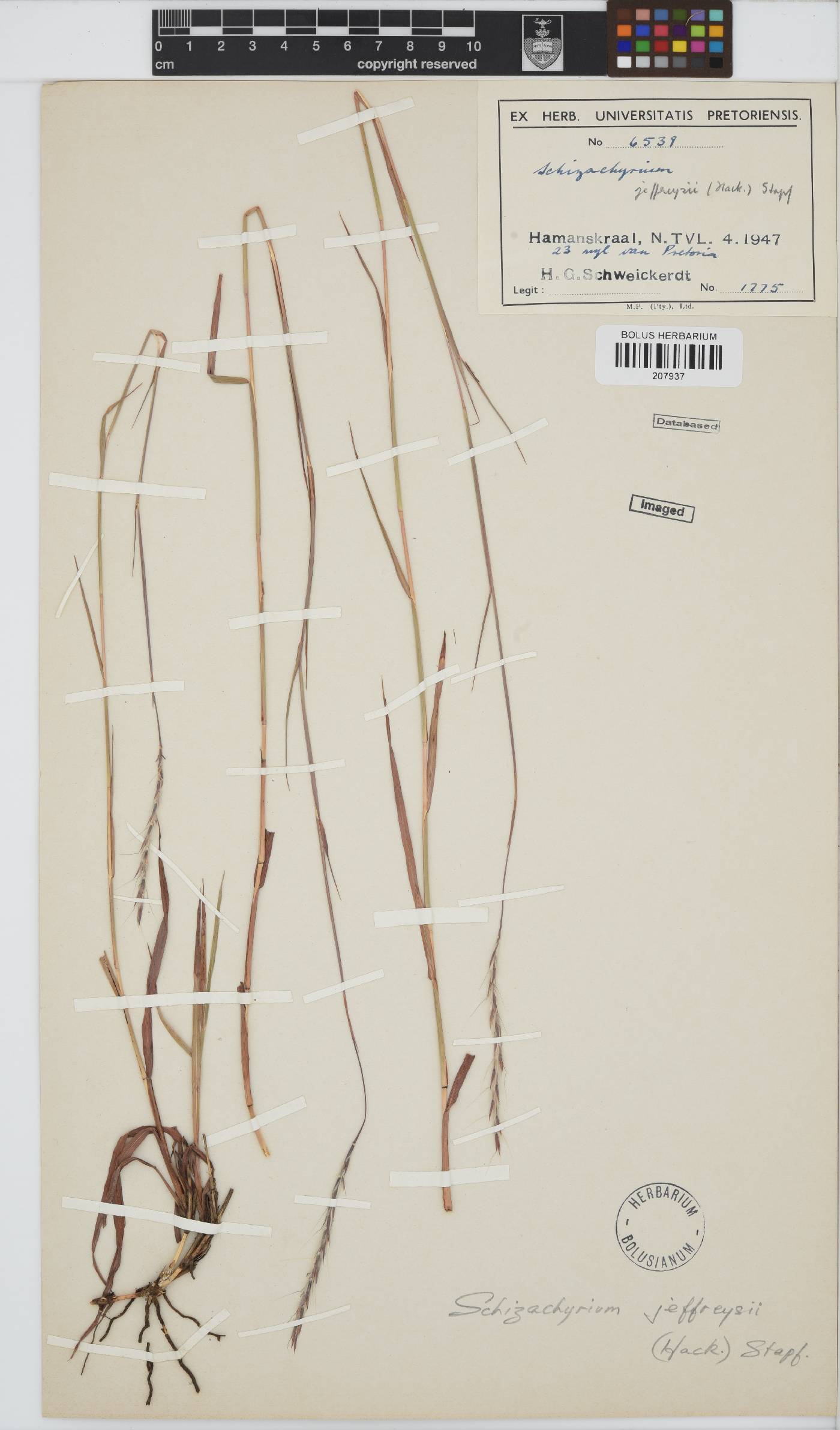 Schizachyrium jeffreysii image