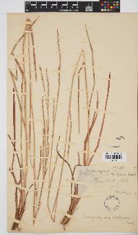 Image of Schizachyrium sanguineum