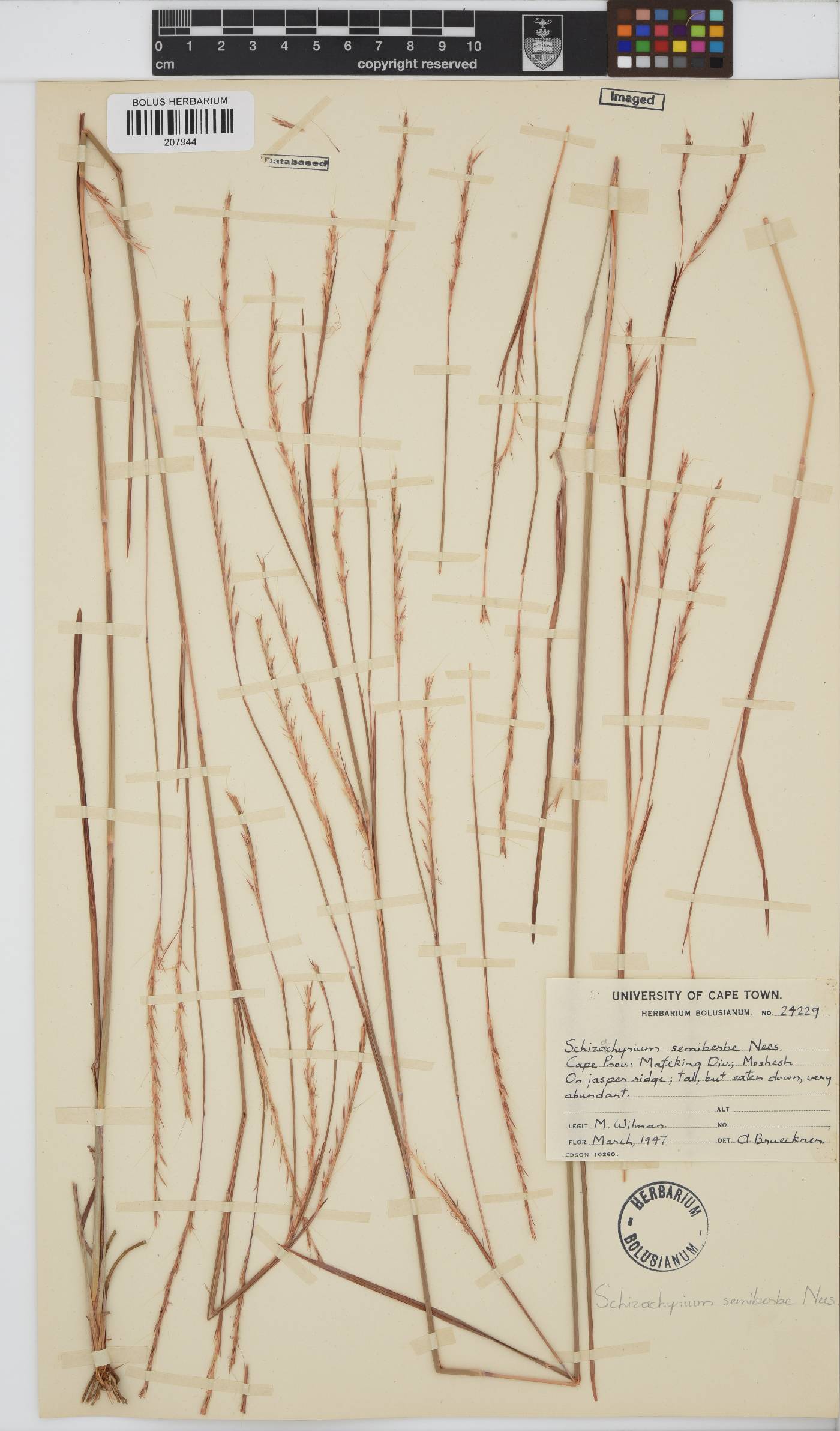 Schizachyrium sanguineum image