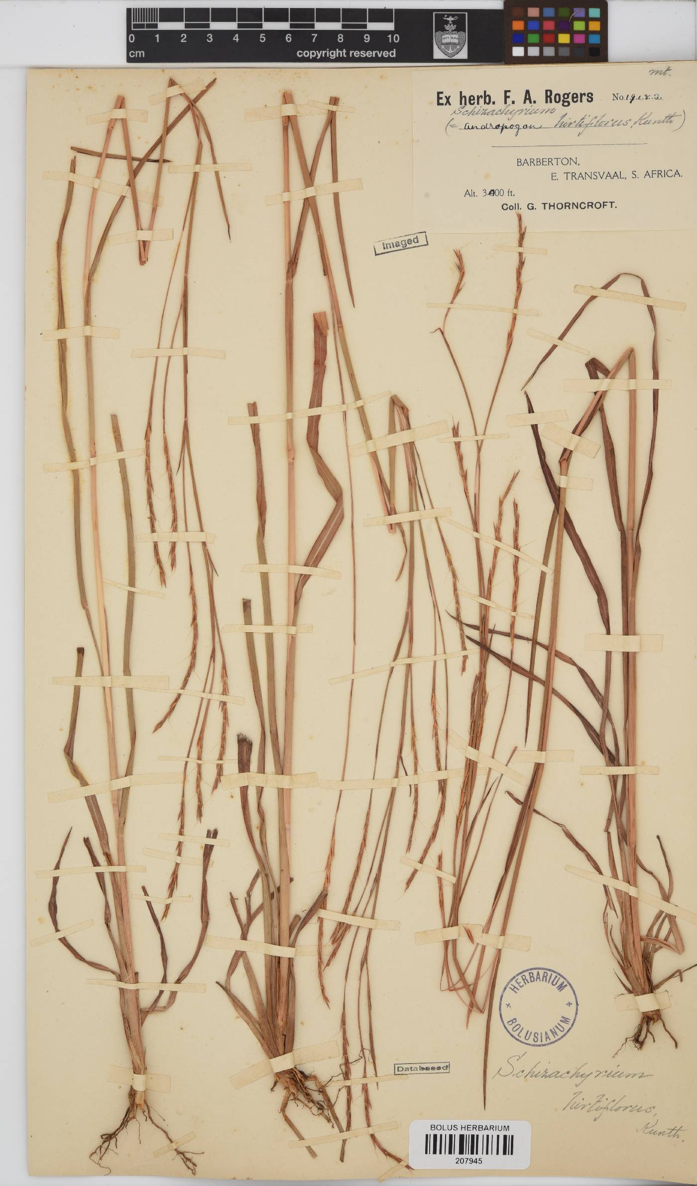 Schizachyrium image
