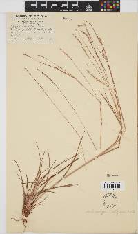 Schizachyrium sanguineum image