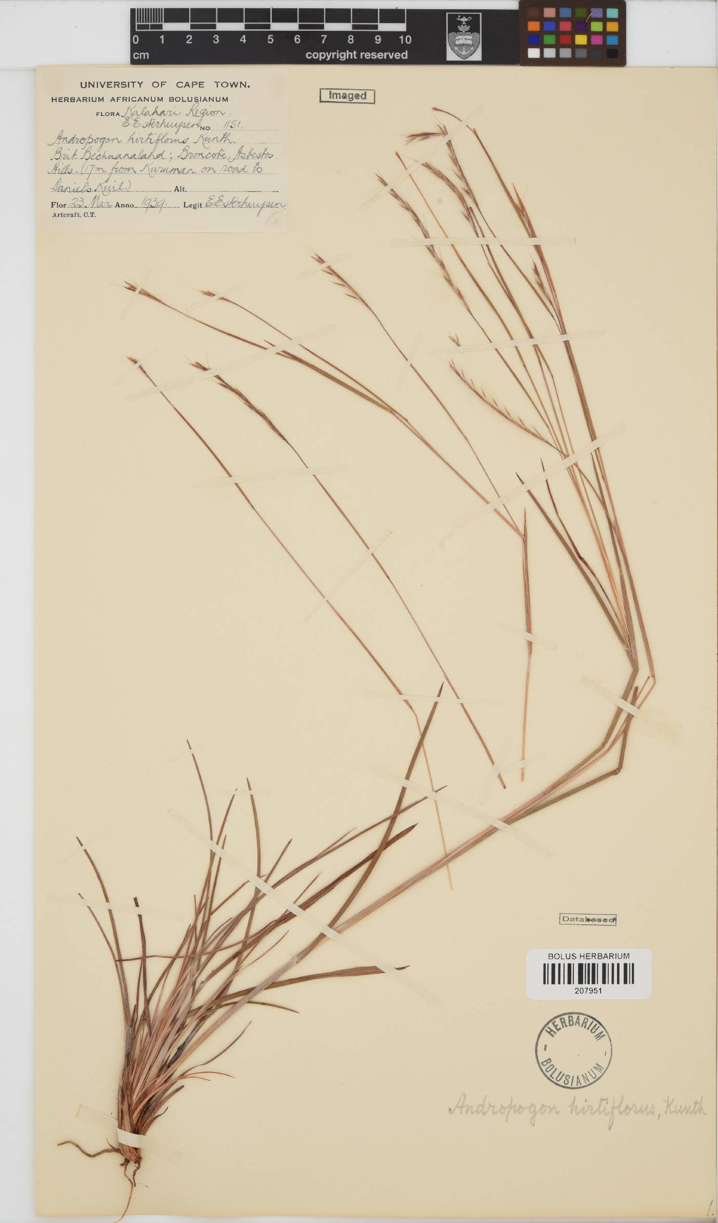 Schizachyrium image