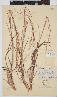 Schizachyrium sanguineum image