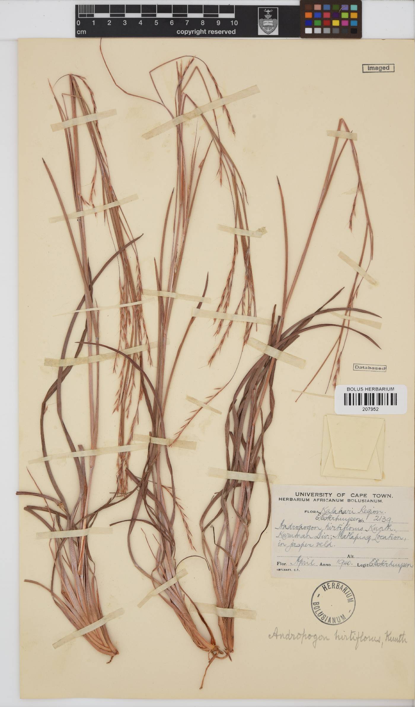 Schizachyrium image