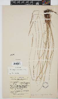 Image of Schizachyrium mukuluense