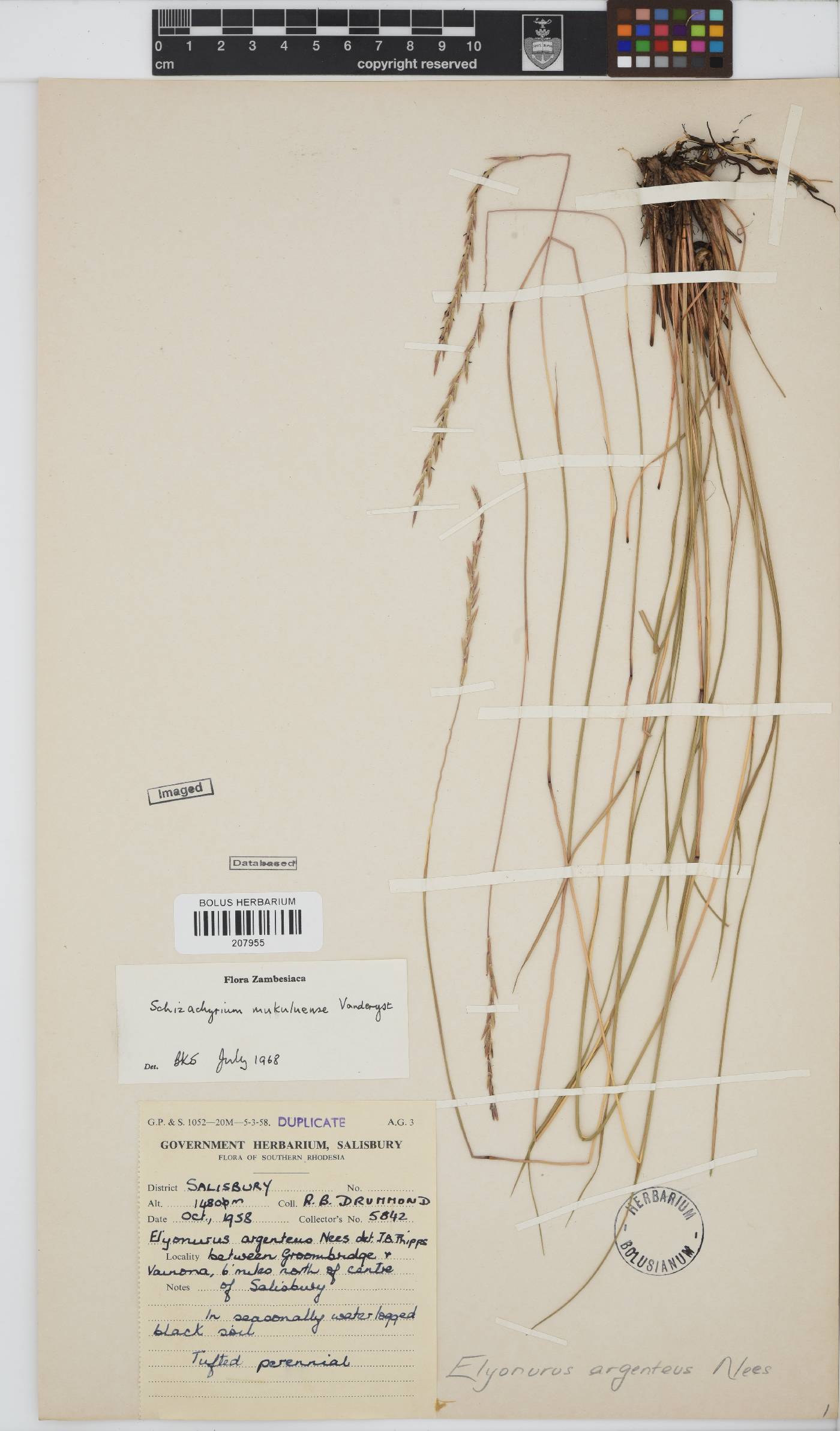 Schizachyrium mukuluense image