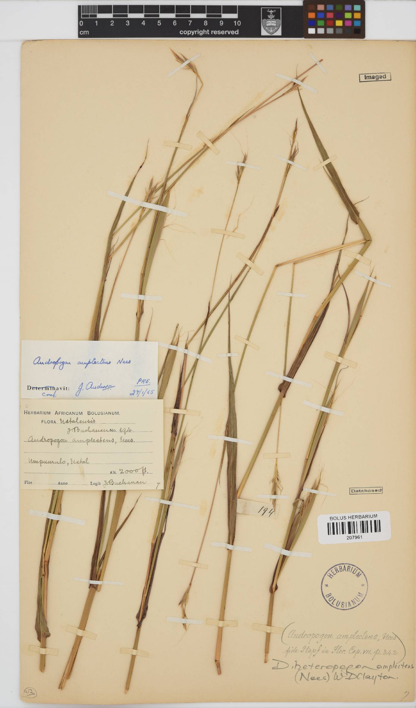 Diheteropogon amplectens image