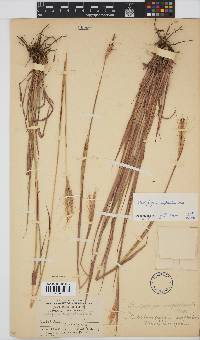 Diheteropogon amplectens image