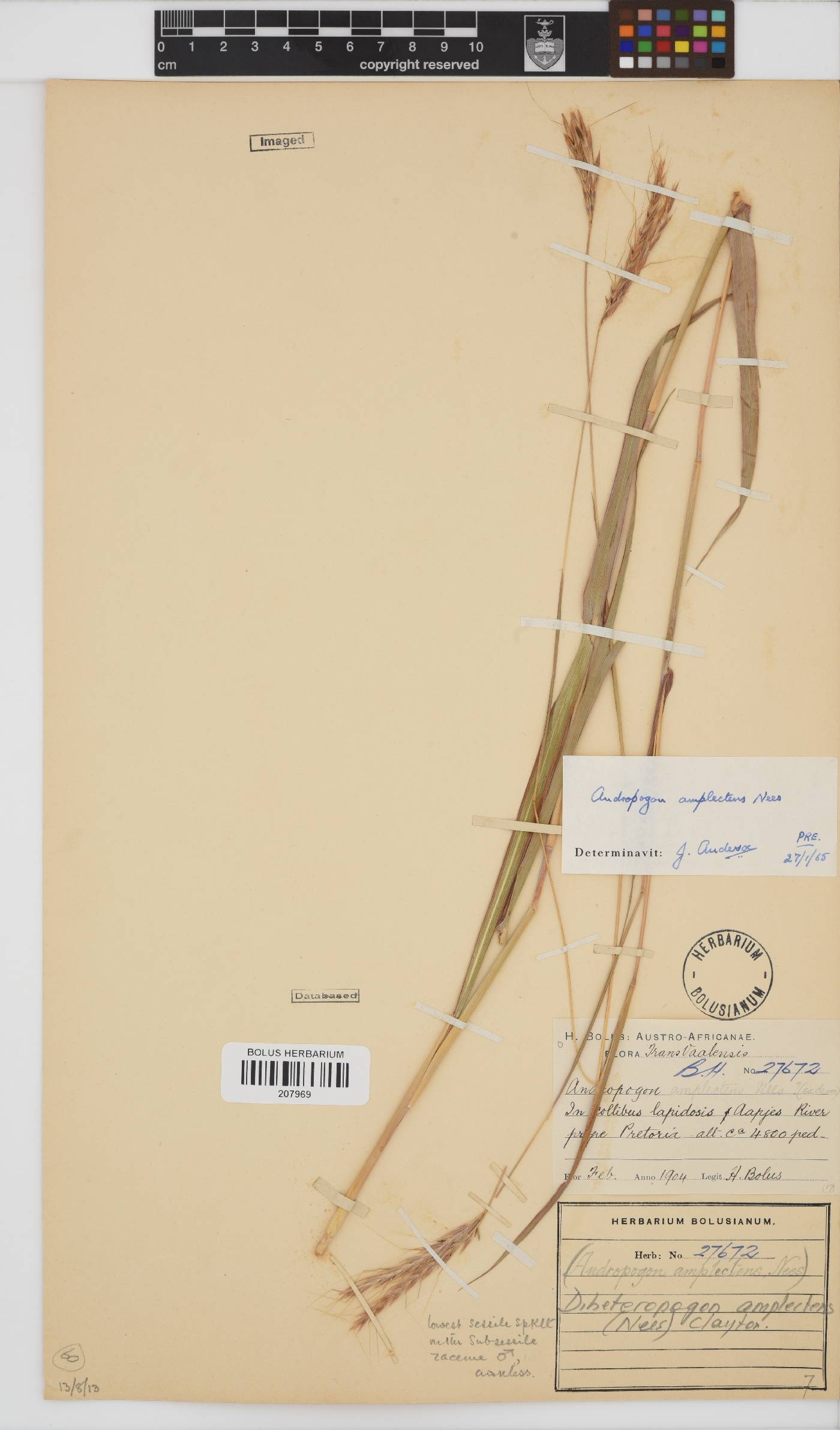 Diheteropogon amplectens image
