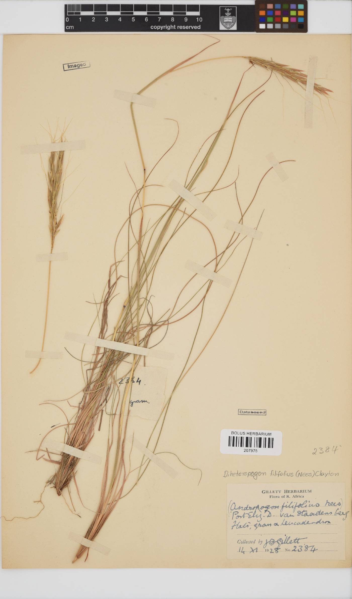 Diheteropogon filifolius image