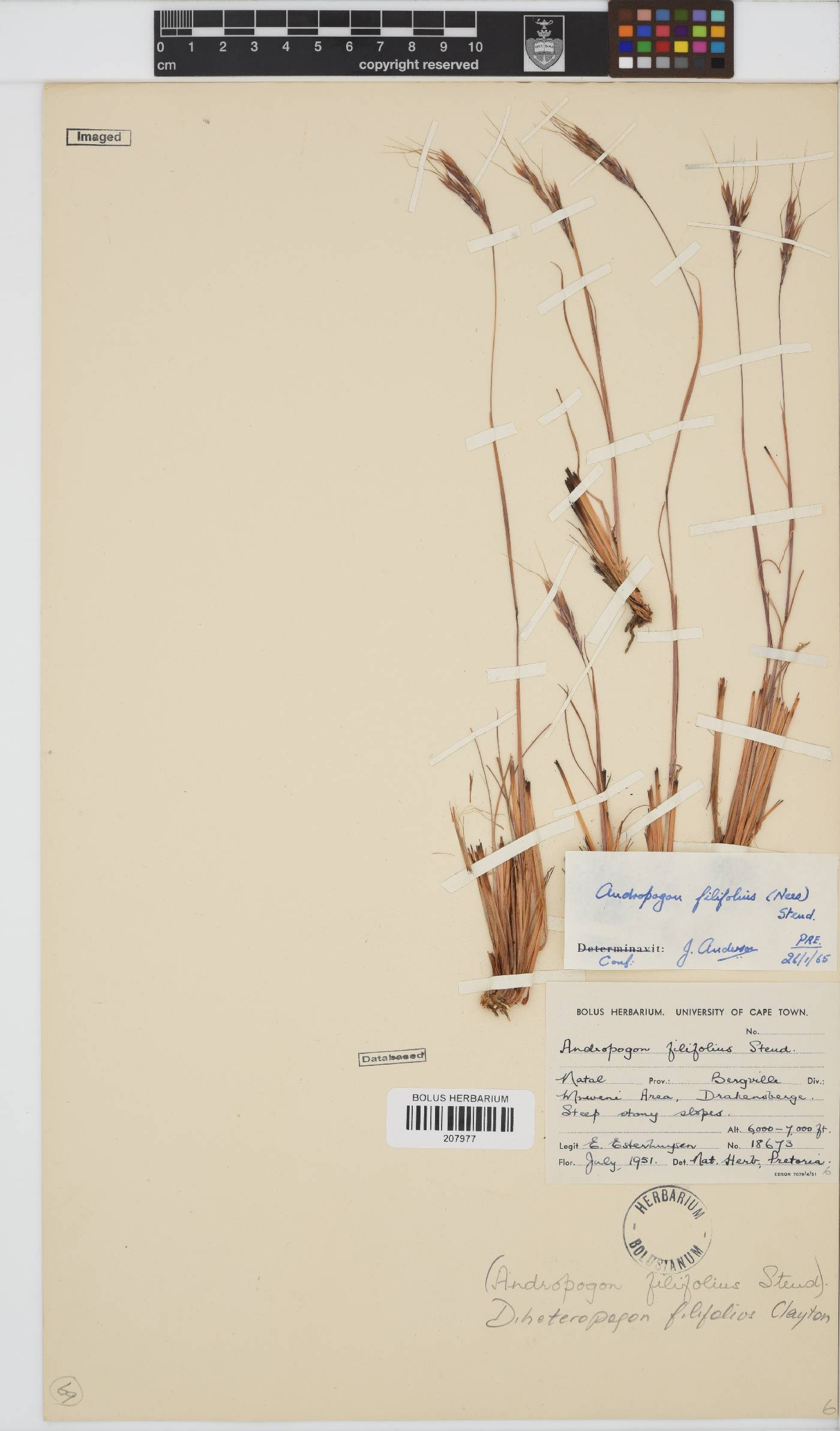 Diheteropogon filifolius image