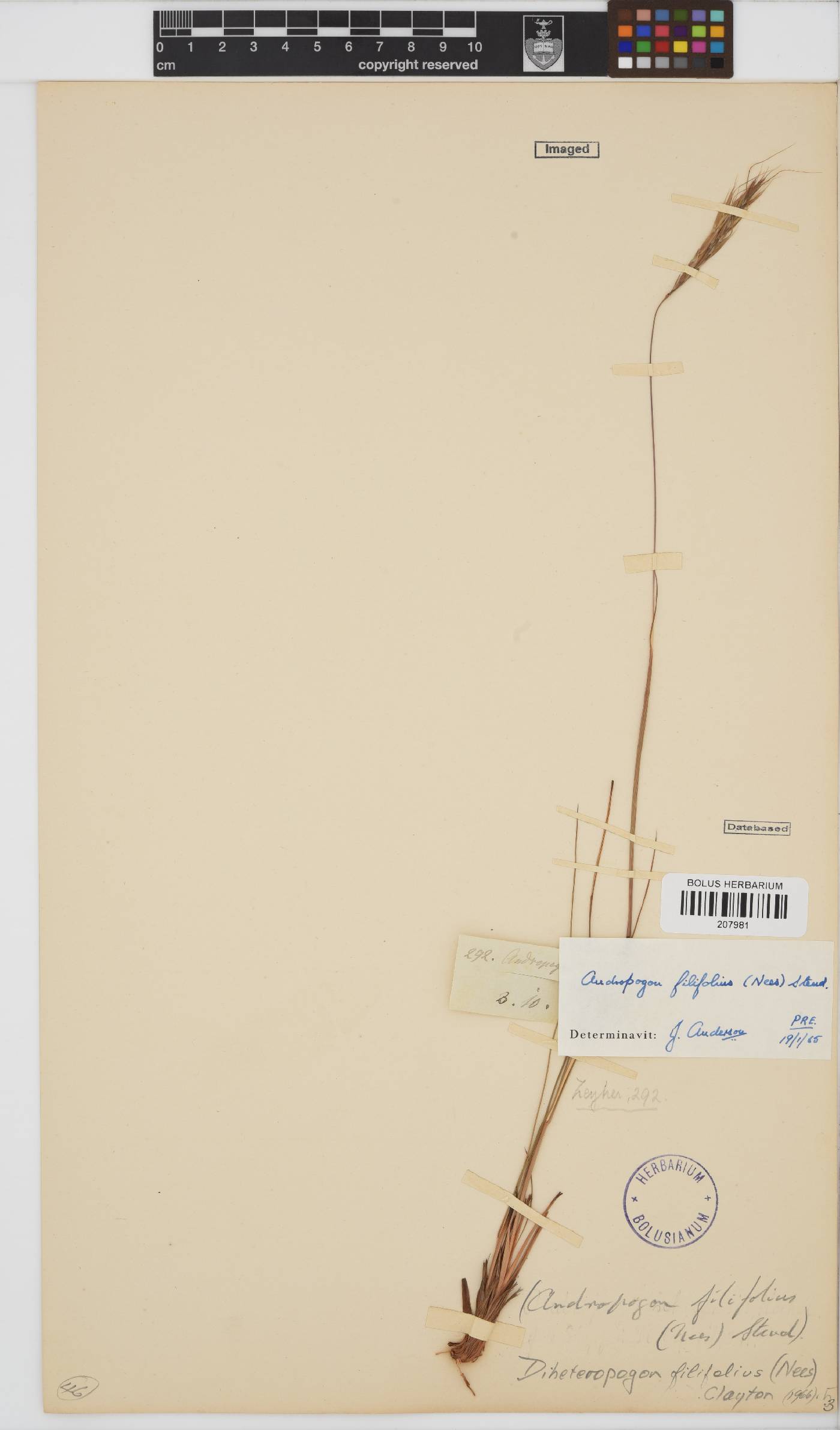 Diheteropogon filifolius image