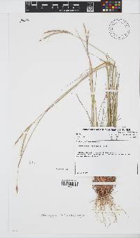 Diheteropogon filifolius image