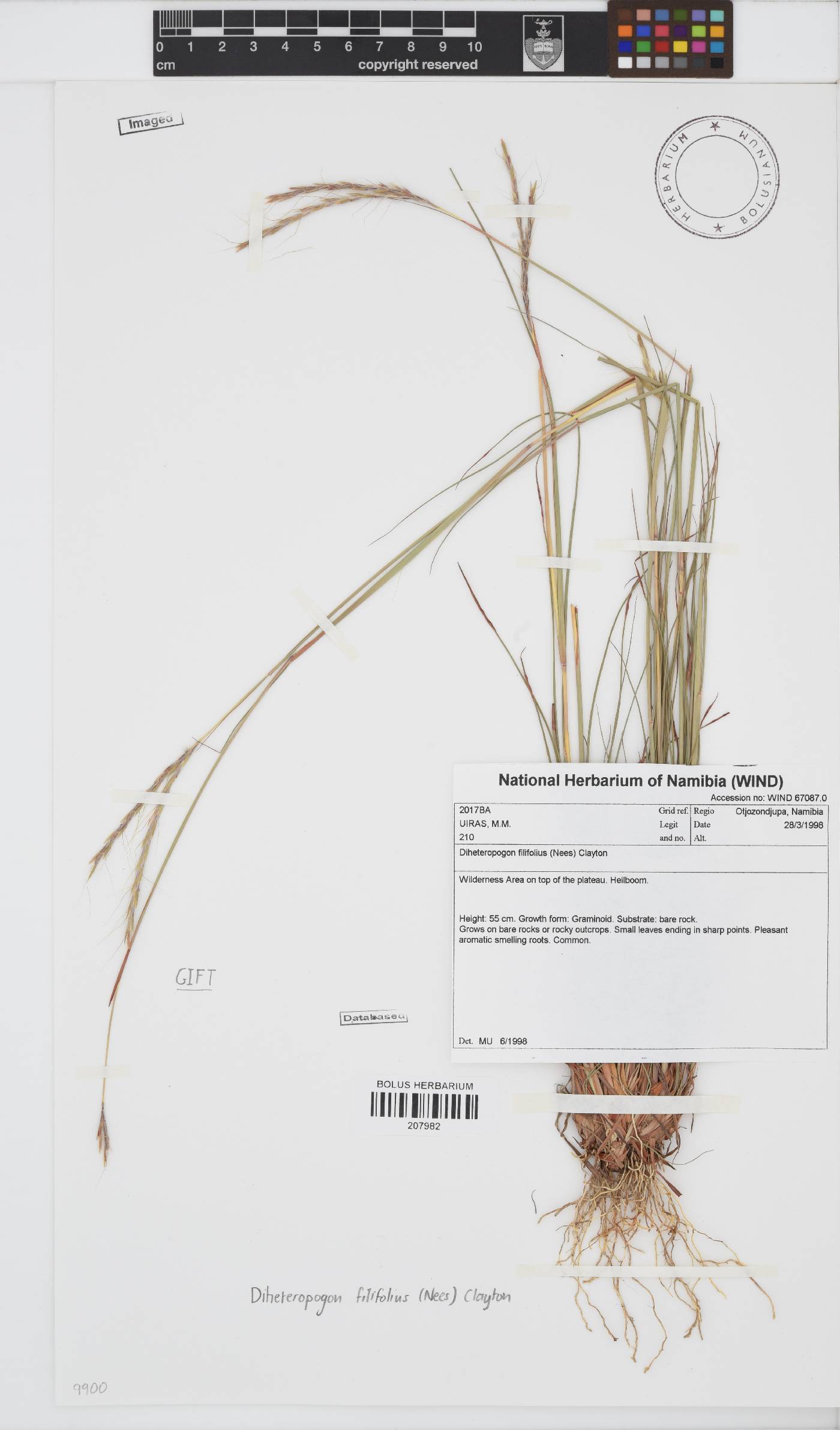 Diheteropogon filifolius image