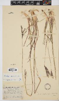 Andropogon appendiculatus image