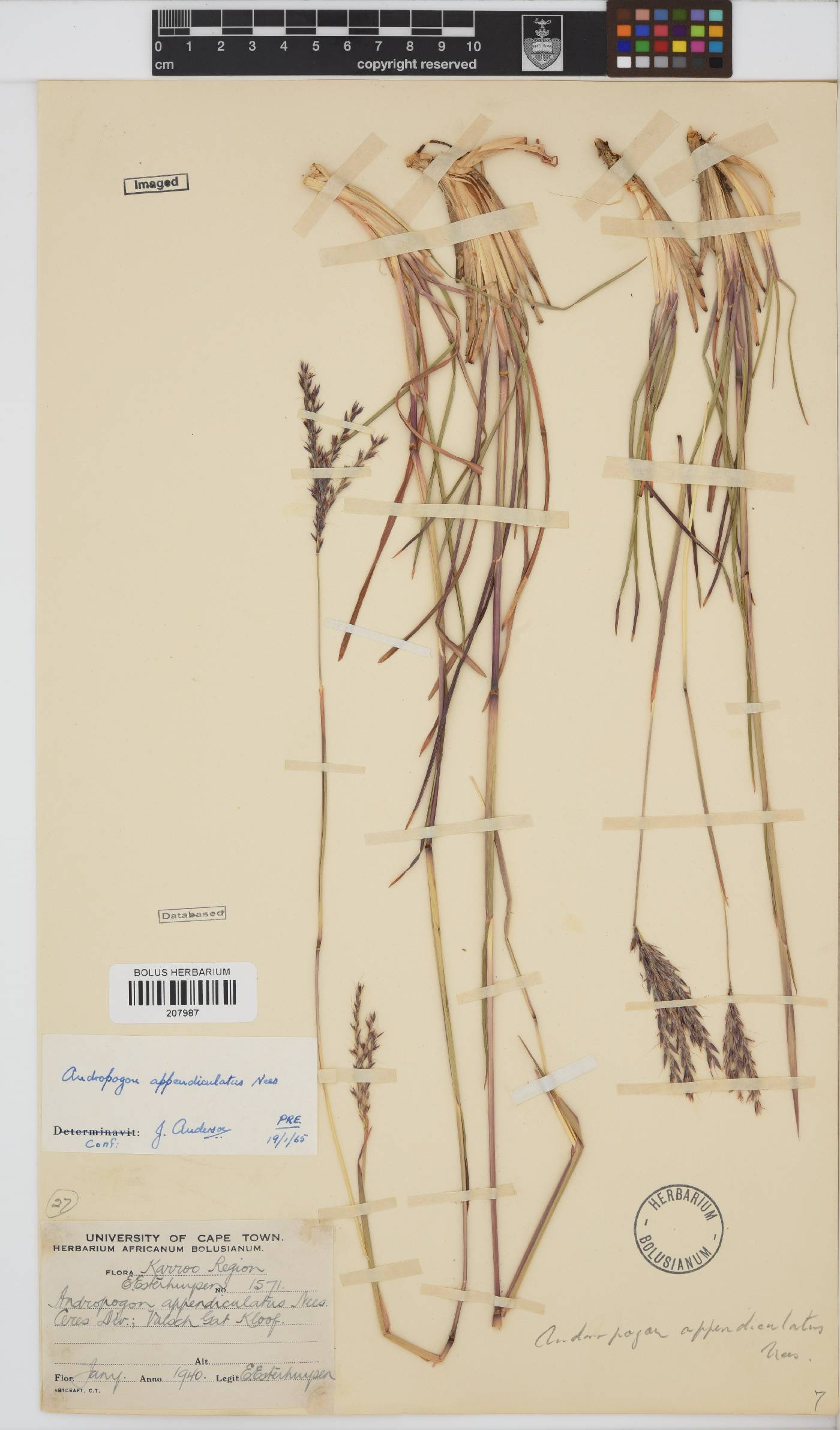 Andropogon appendiculatus image