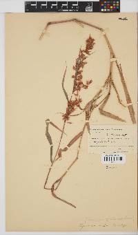 Hyparrhenia cymbaria image