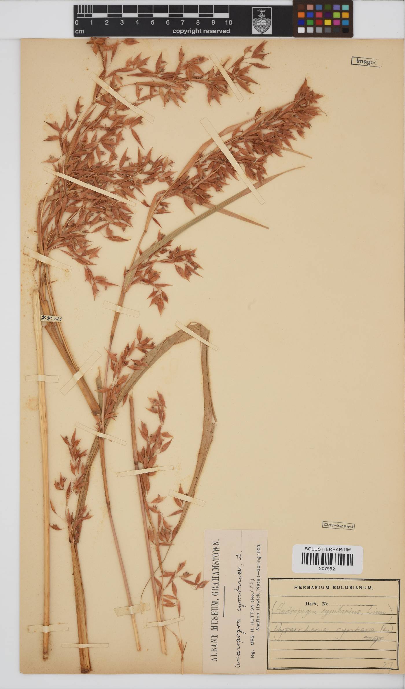 Hyparrhenia cymbaria image