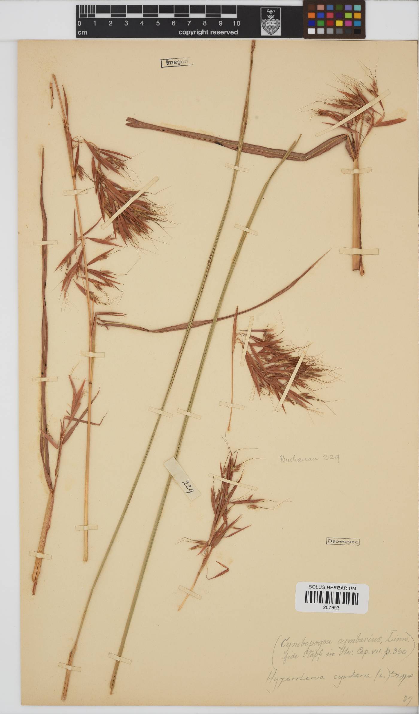Hyparrhenia cymbaria image