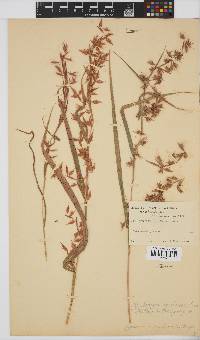 Hyparrhenia cymbaria image