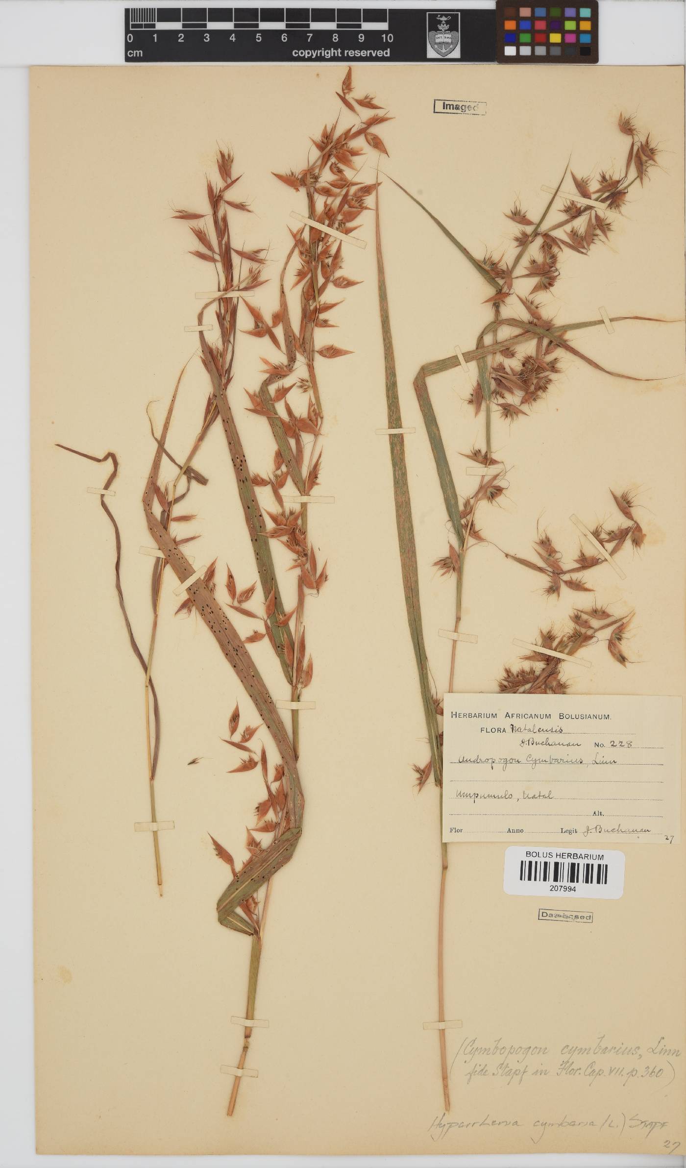 Hyparrhenia cymbaria image