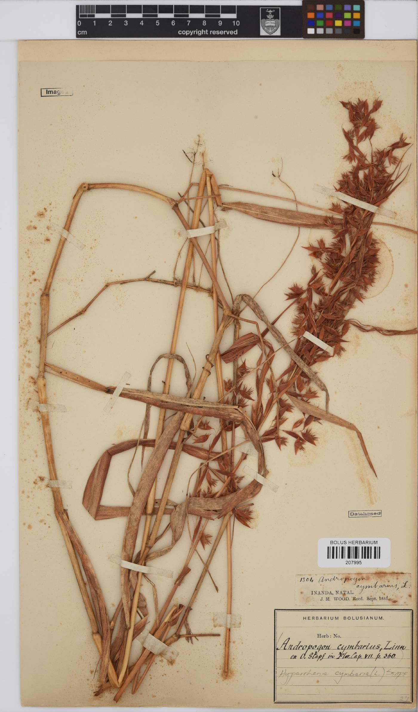 Hyparrhenia cymbaria image